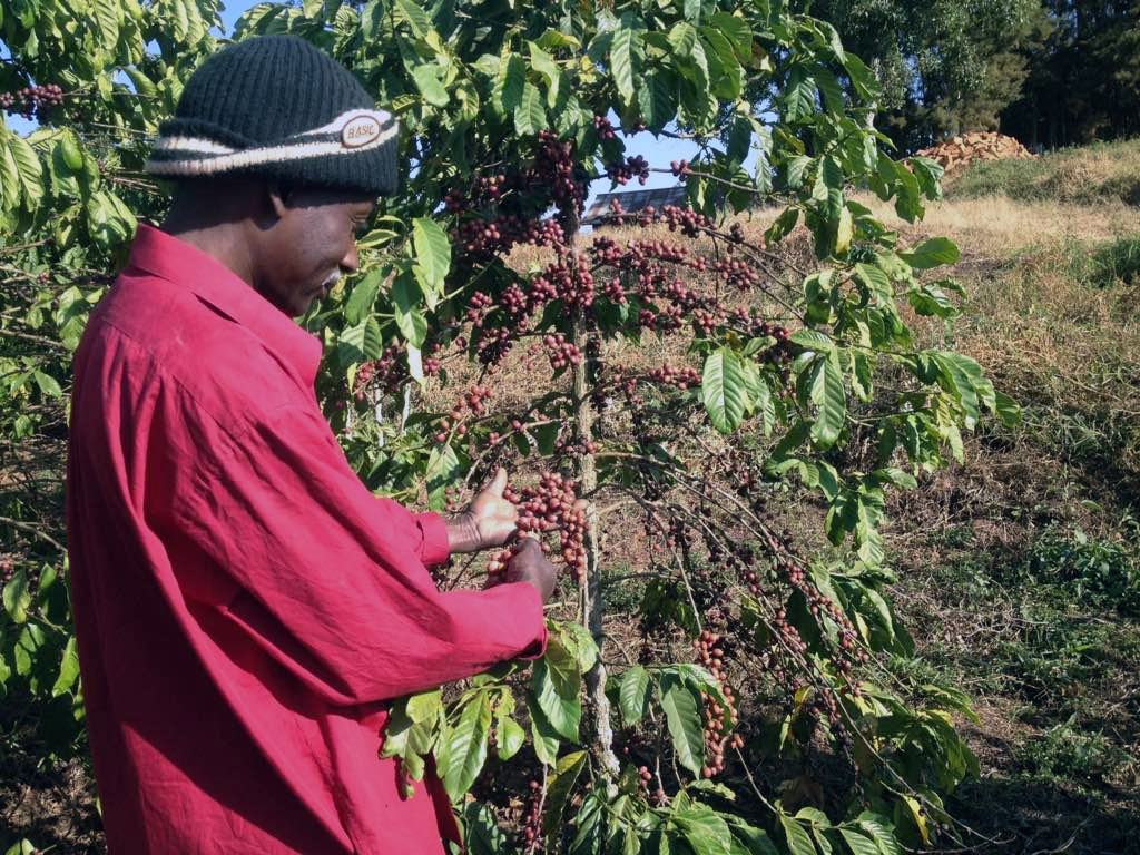 small coffee farmer.