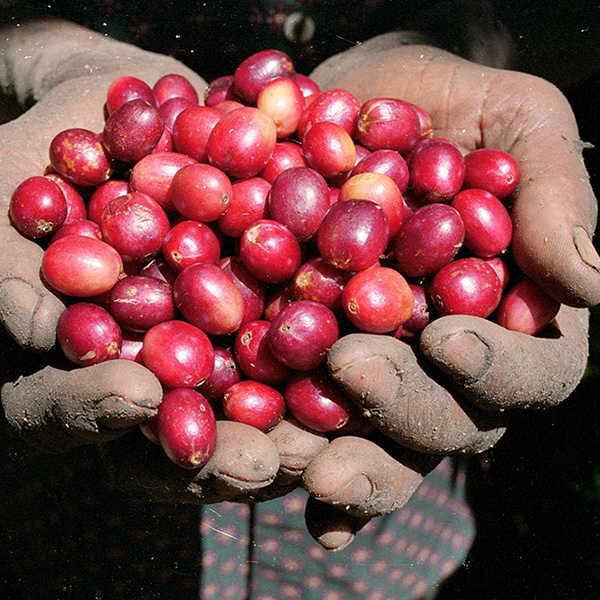 Salaam Arabica Coffee, café, Jajjah