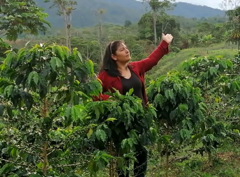 Piantagione di caffè in Perù