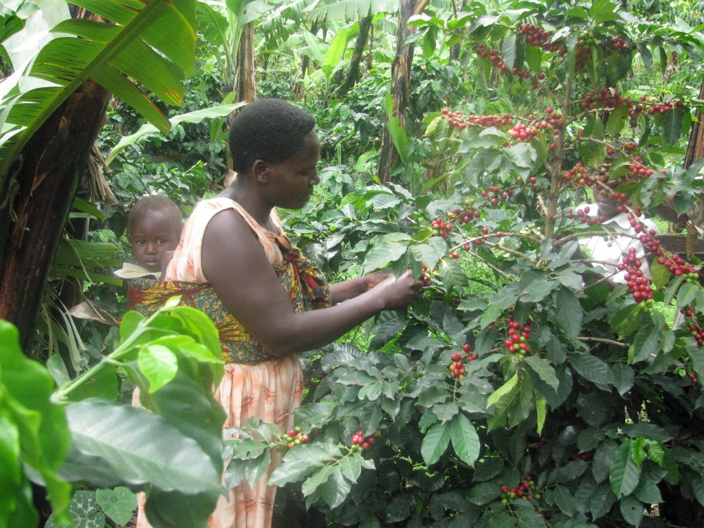 Kyangyenyi - harvest of washed robusta coffee