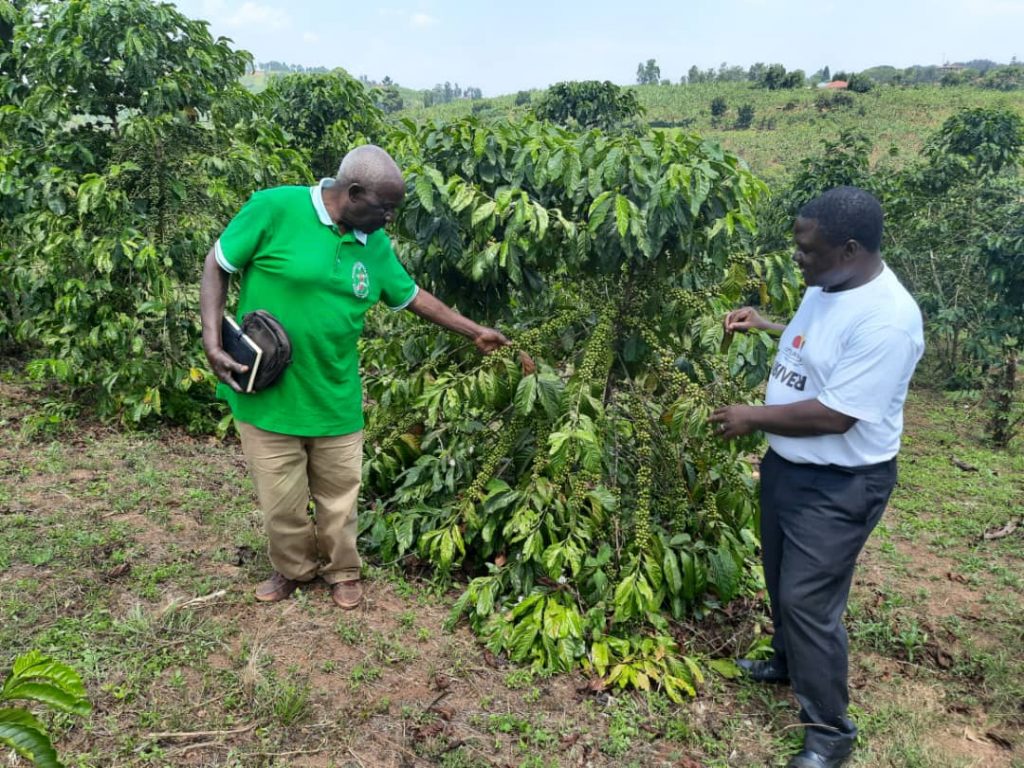 washed robusta - Cyprian Bangirana and David Muwonge